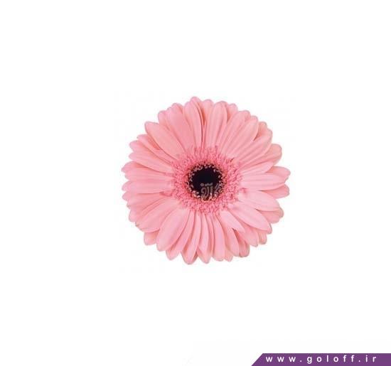 خرید اینترنتی گل - گل ژربرا داماسک - Gerbera | گل آف